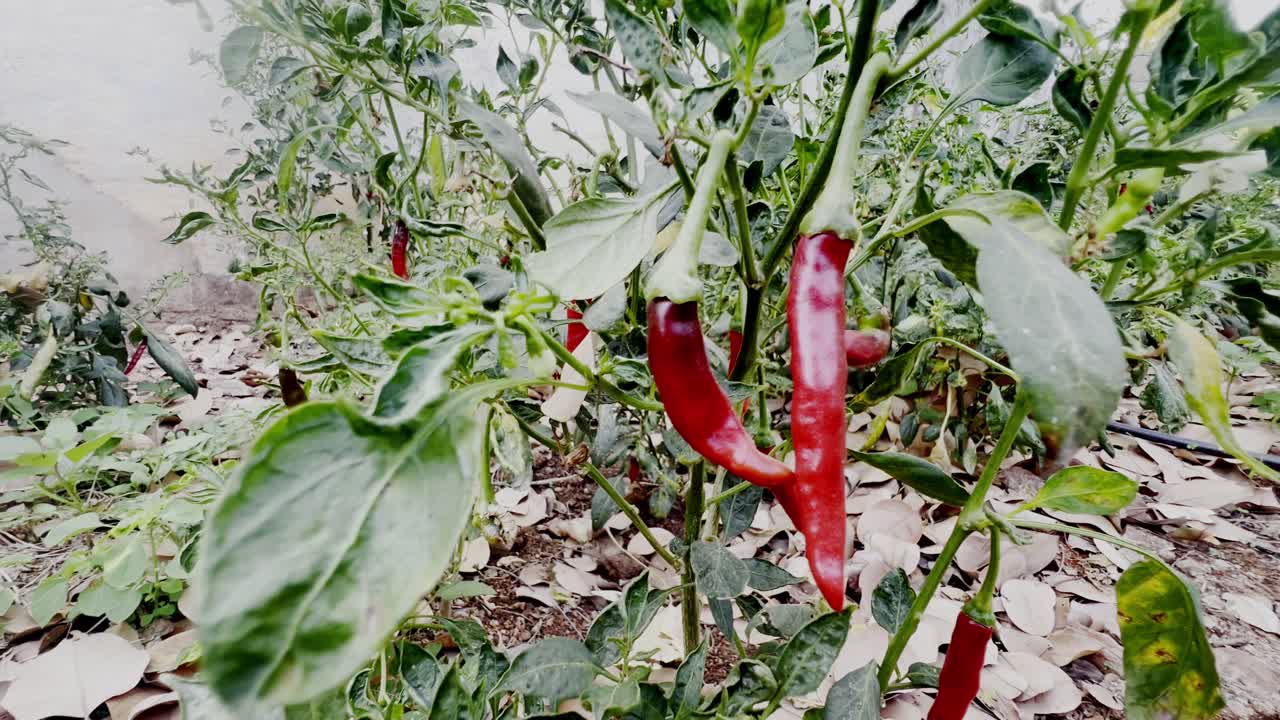Chillies at chilli tree with green leaves, healthy fresh food for those who like spicy food in india