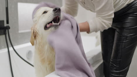 woman drying a golden retriever in a bathroom