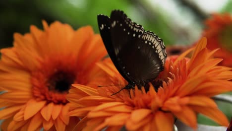 Mariposa-Luna-Azul-Posada-En-Gerbera-Naranja-Floreciente