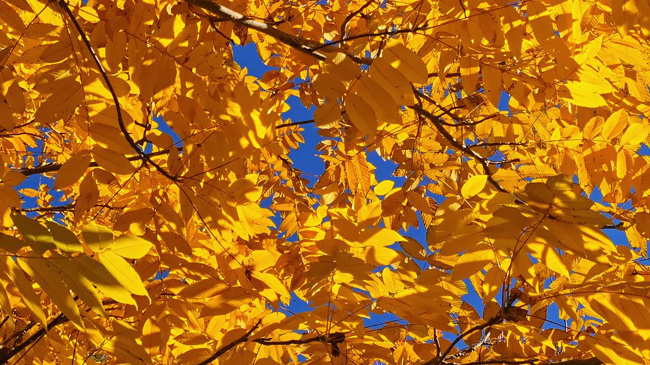 Goldene Herbstblätter erzeugen einen lebendigen saisonalen Hintergrund mit einem klaren blauen Himmel