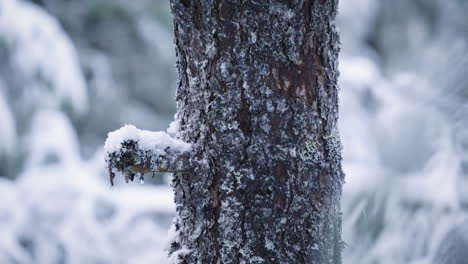 tight long shot tilting down a pine tree in fresh snow