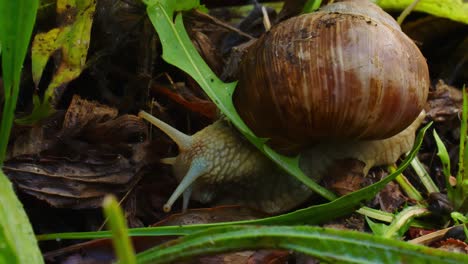 A-snail-crawls-around-on-the-forest-ground-under-the-bushes-in-a-close-up-shot