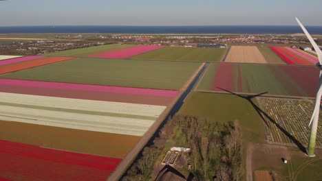 A-turning-windmill-in-a-typical-Dutch-landscape-with-Holland-tulips-in-the-colors-red,-pink-and-white-near-the-coast-of-the-Netherlands