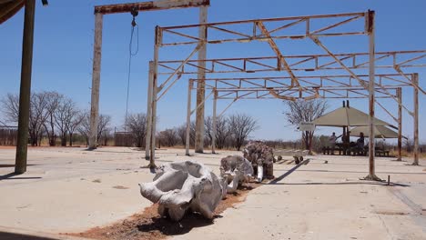 a dead elephant skeleton sits at an abaondoned culling station in etosha national park namibia where elephants were once killed to control overpopulation