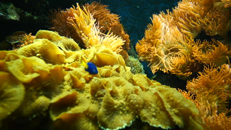 Close-up-shot-of-tropical-sea-anemone-and-neon-fish-swimming-underwater-in-deep-ocean---prores