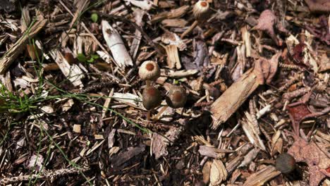 Top-view-of-Goldenhaired-Inkcap-growing-from-woodland-duff-on-forest-floor