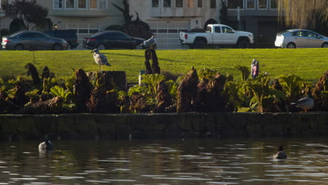 birds next to a reflective pond