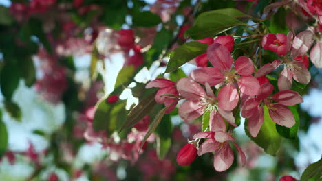 Beautiful cherry tree blooming against golden sun. View of cherry flowers.