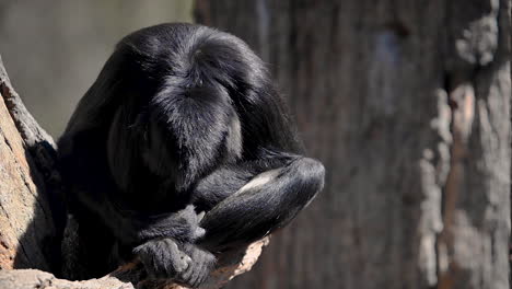 Mono-De-Pelo-Negro-Sentado-En-La-Rama-Lamiendo-Su-Mano