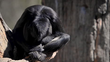 mono de pelo negro sentado en la rama lamiendo su mano