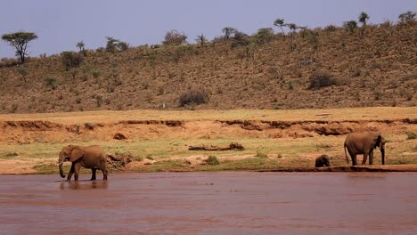 static view of elephant herd with baby elephant at a shallow river on hot summer day in kenya, africa