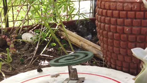 movimiento lento mosquito bobina espiral olas de humo en placa de cosecha jardín verde con plantas y ollas