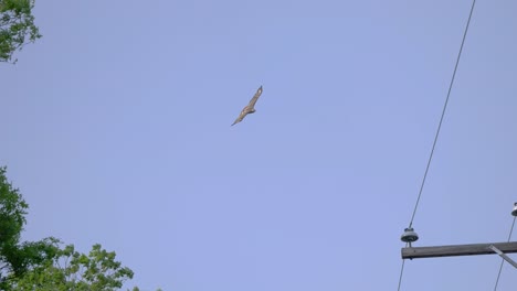 red-tailed hawk soars above camera, passing power lines against a blue sky