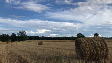 immerse in the golden landscape of hay bales in the summer field