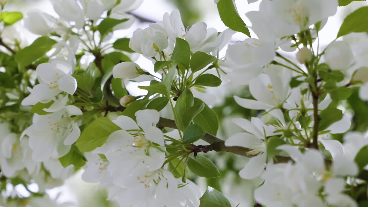 화창한 따뜻한 봄날에 아름다운 하얀 봄꽃