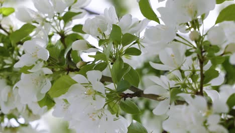 hermosas flores blancas de primavera en un soleado y cálido día de primavera