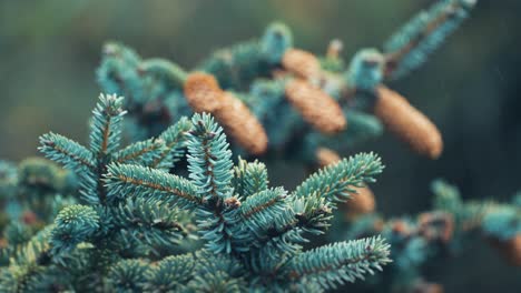 a close-up shot of the branches of the top of the pine tree