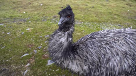 black and grey feathered domestic ostrich with wind in feathers looking straight into camera - closeup handheld