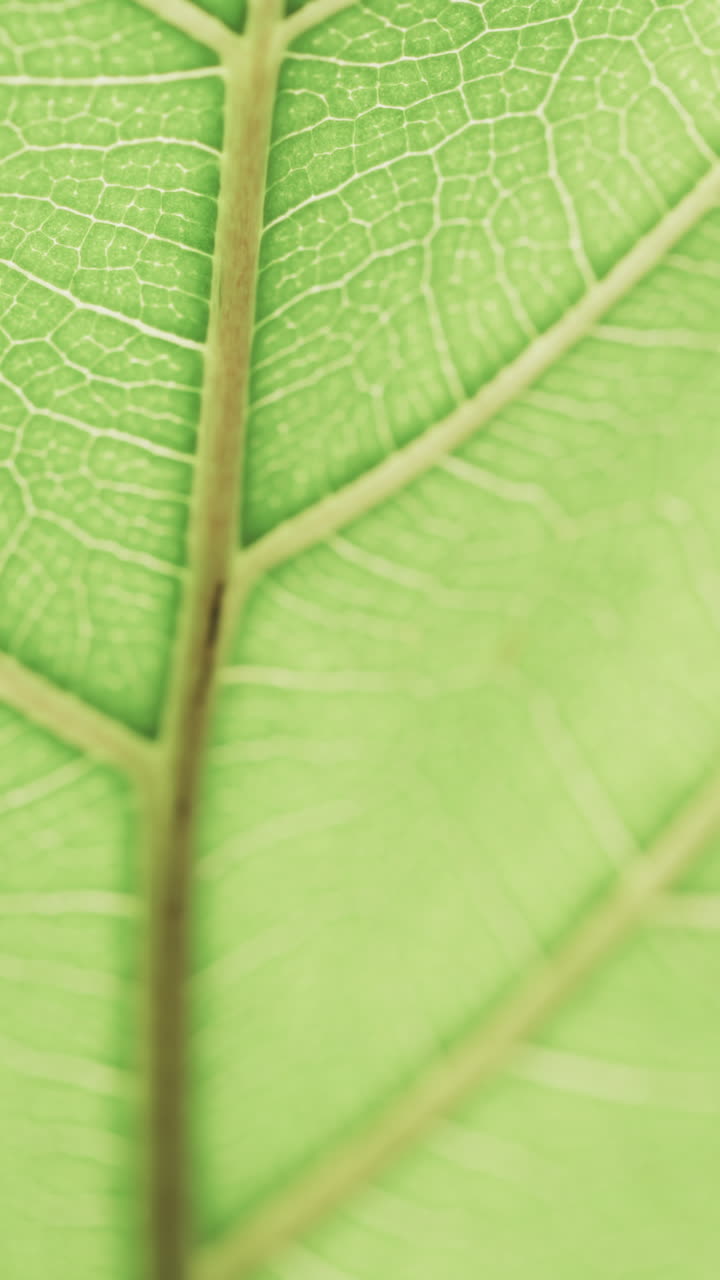 Micro vertical video of close up of green leaf with copy space