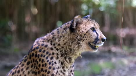 Ein-Wunderschöner-Gepard,-Der-Die-Umgebung-Scannt-Und-Ruft---Aus-Nächster-Nähe