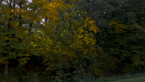 Drone-shot-approaching-a-cluster-of-beautiful-yellow-and-green-autumn-trees-and-rising-up-to-an-aerial-view