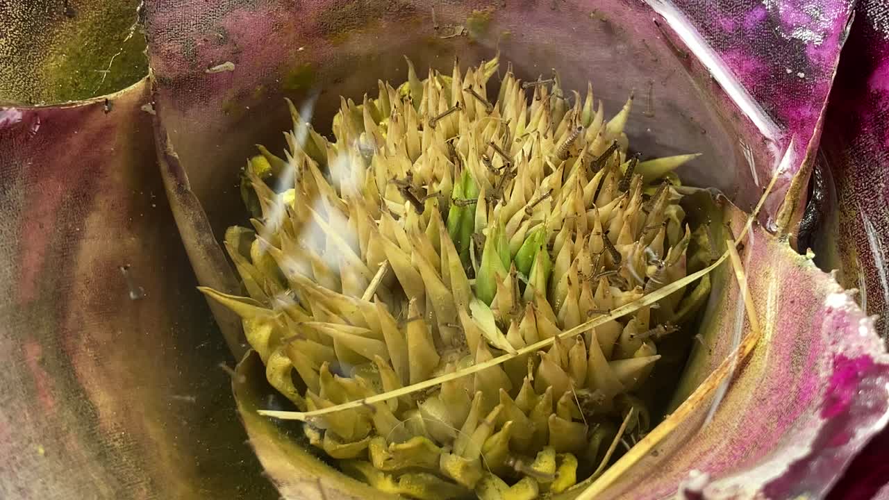 las larvas de mosquito se reproducen en el agua en una sembradora de jardín