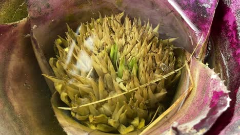 Mosquito-larvae-breed-in-water-in-a-garden-planter