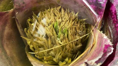 las larvas de mosquito se reproducen en el agua en una sembradora de jardín