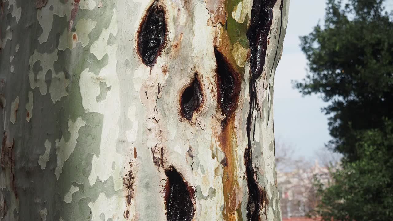 Primo piano di tronco d'albero con linfa trasudante e corteccia chiazzata