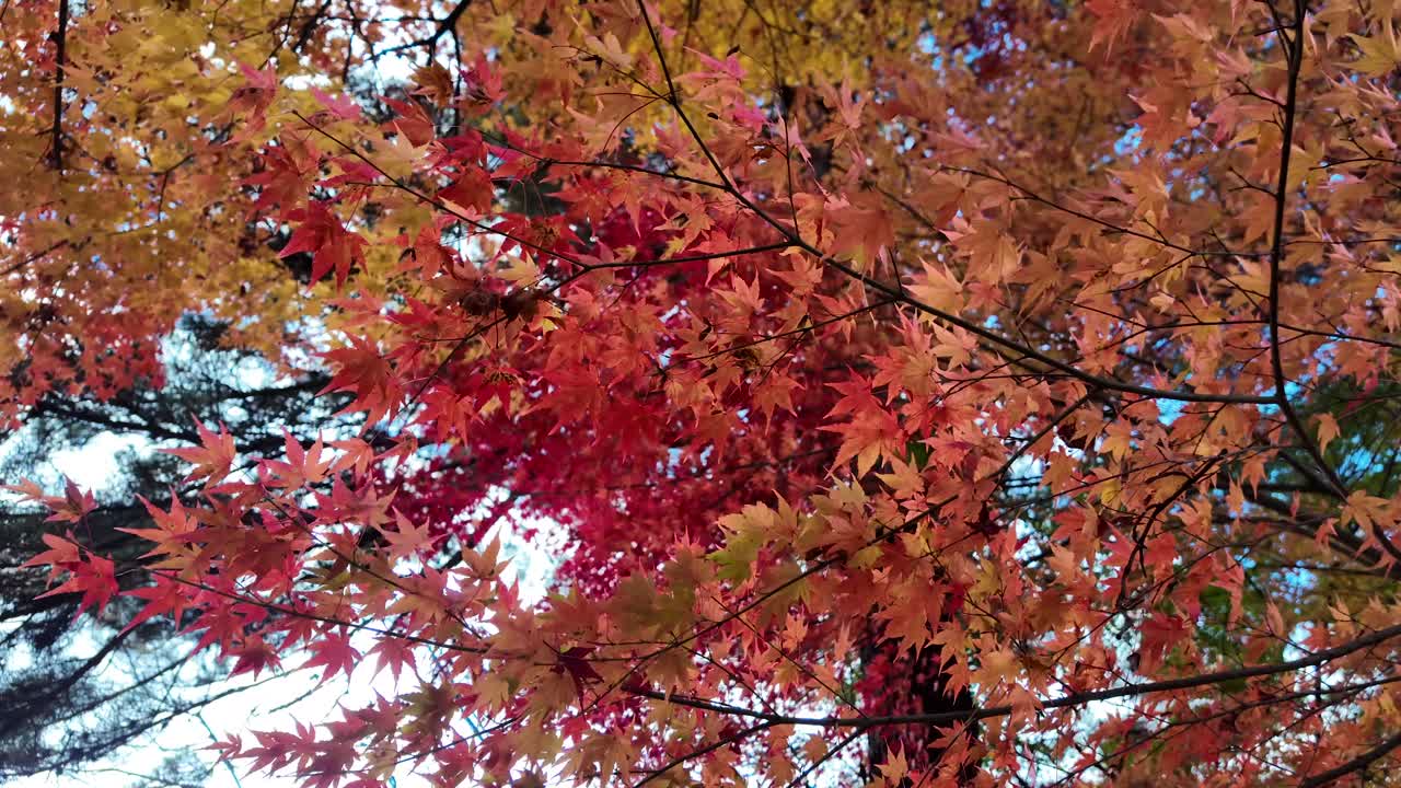 Vibrant japanese maple leaves create a stunning autumn display, their colors ranging from fiery red to soft orange
