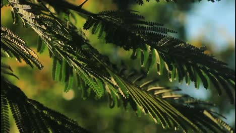 close-up of tree branches with leaves