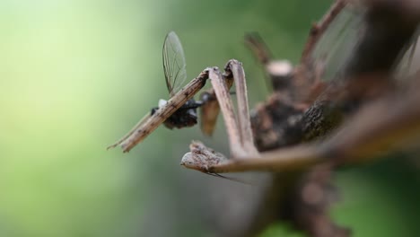 Heterochaetula-Straminea,-Mantis,-Imágenes-De-4k