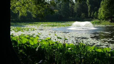 slow motion view of lake fountain and large water lily leaves on surface