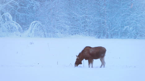 Nordischer-Elch-Frisst-Gefrorenes-Gras-In-Kalter,-Verschneiter-Arktischer-Winterlandschaft,--30-°C