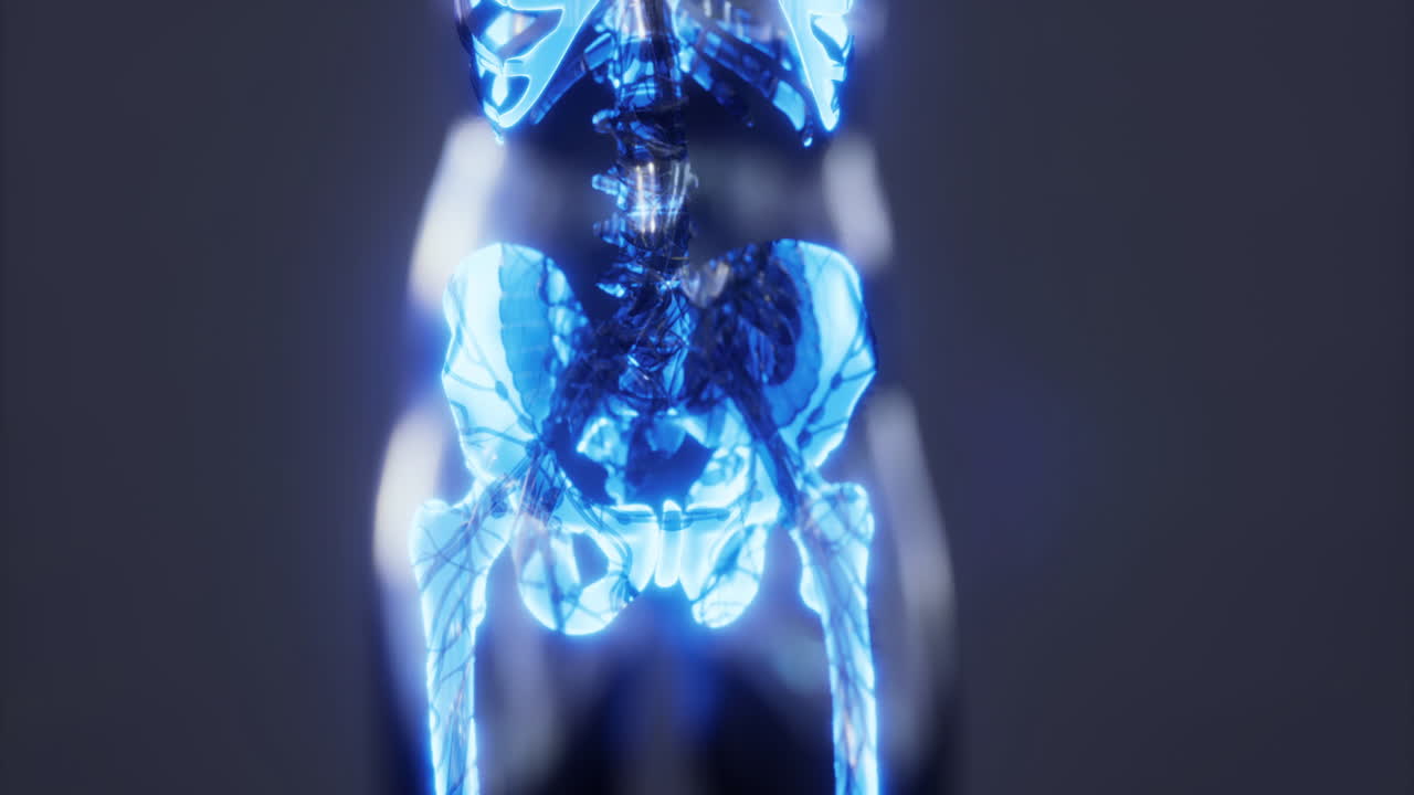 Detailed anatomical representation of the human skeletal system