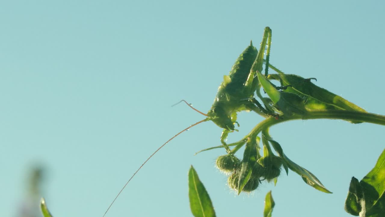 saltamontes verdes en una planta