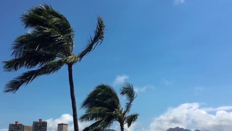 palm trees sway gently in the summer breeze against a clear blue sky in hawaii