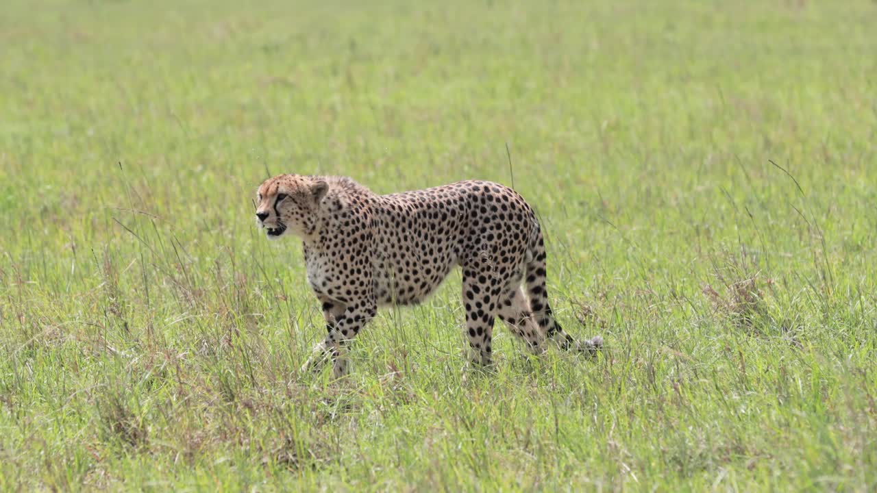 hembra de guepardo caminando por las llanuras de hierba de kargi kenia después de una carrera, tiro de seguimiento de la sartén izquierda