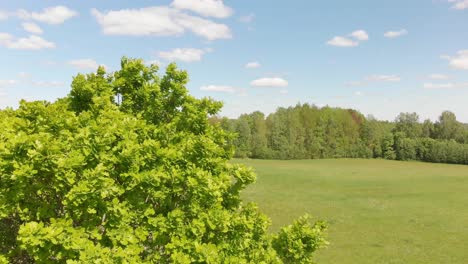 big oak tree leaves blow by wind on sunny summer day with peaceful grass field in background, northern european landscape