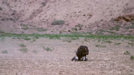 golden eagle stooping on rabbit