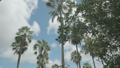 Low-Angle-View-of-Palm-Trees-in-Oahu,-Hawaii