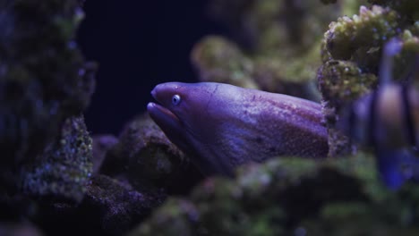 close-up shot of cardinalfish and eel in the tropical aquarium