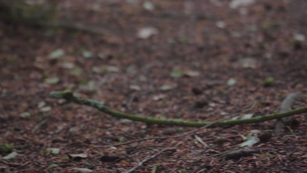 Grey squirrel jumping around making it&rsquo;s way to a hand to take food