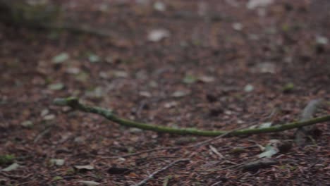 Grauhörnchen-Springt-Herum-Und-Macht-Sich-Auf-Den-Weg-Zu-Einer-Hand,-Um-Futter-Zu-Nehmen