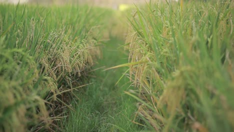 La-Brisa-Ligera-Se-Mueve-A-Través-Del-Camino-Del-Campo-De-Arroz-Haciendo-Que-Las-Plantas-Se-Balanceen,-Tiro-En-ángulo-Bajo