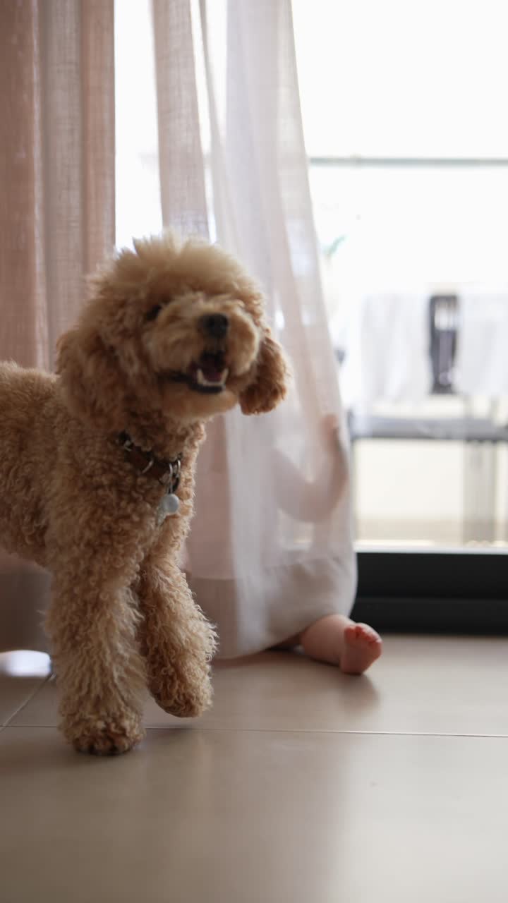 perro y bebé jugando detrás de las cortinas