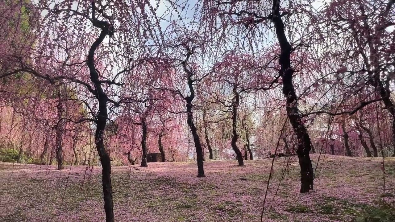 Plommeblomsttrær, kronblader dekket bakken i Kyoto, Japan