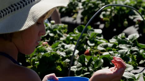 girls picking strawberries in the farm 4k