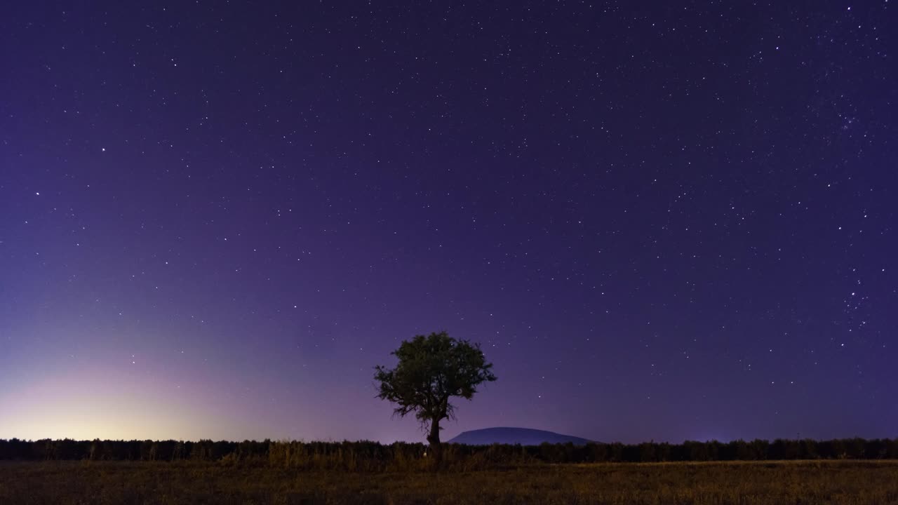 들판에서 밤에 올리브 나무의 저속 촬영