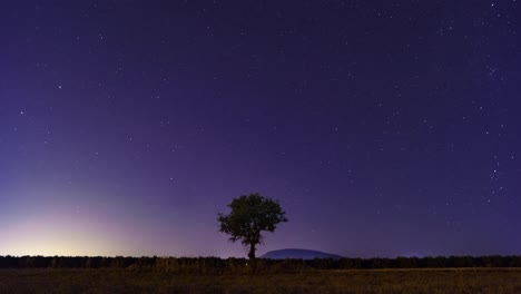 Timelapse-of-olive-tree-at-night-in-field